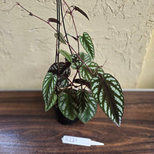 Load image into Gallery viewer, #R221 Cissus Discolor