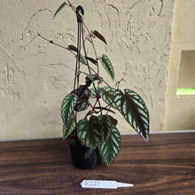Load image into Gallery viewer, #R221 Cissus Discolor