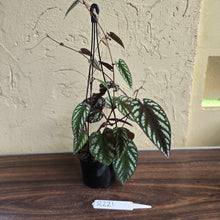 Load image into Gallery viewer, #R221 Cissus Discolor