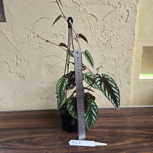 #R221 Cissus Discolor