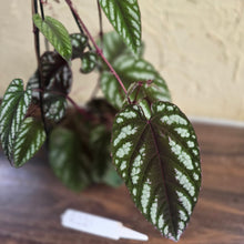 Load image into Gallery viewer, #R221 Cissus Discolor