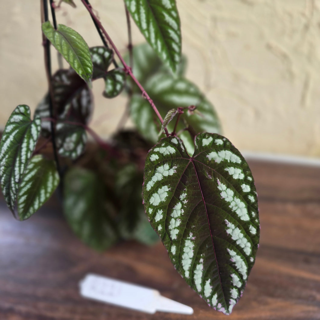 #R221 Cissus Discolor