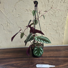 Load image into Gallery viewer, #R221 Cissus Discolor