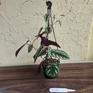#R221 Cissus Discolor