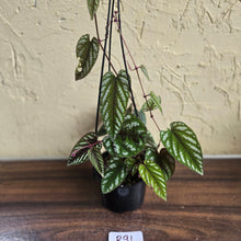 Load image into Gallery viewer, #R91 Cissus Discolor
