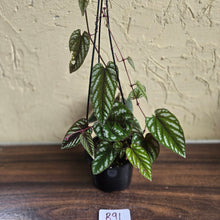 Load image into Gallery viewer, #R91 Cissus Discolor