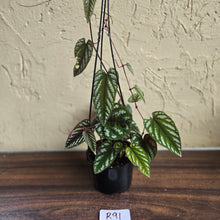 Load image into Gallery viewer, #R91 Cissus Discolor