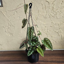 Load image into Gallery viewer, #R91 Cissus Discolor