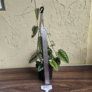 #R91 Cissus Discolor