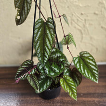 Load image into Gallery viewer, #R91 Cissus Discolor