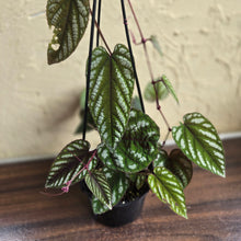Load image into Gallery viewer, #R91 Cissus Discolor