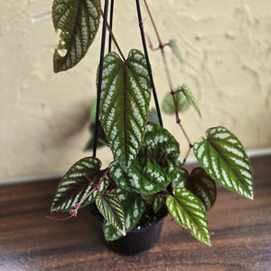 #R91 Cissus Discolor
