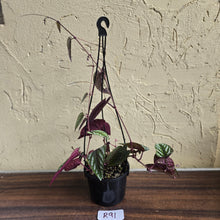 Load image into Gallery viewer, #R91 Cissus Discolor