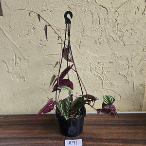 #R91 Cissus Discolor