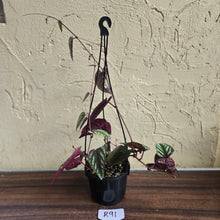 Load image into Gallery viewer, #R91 Cissus Discolor
