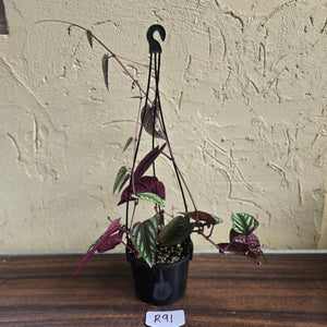 #R91 Cissus Discolor