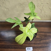 Load image into Gallery viewer, #R90 Philodendron Florida Ghost