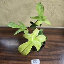 Load image into Gallery viewer, #R90 Philodendron Florida Ghost