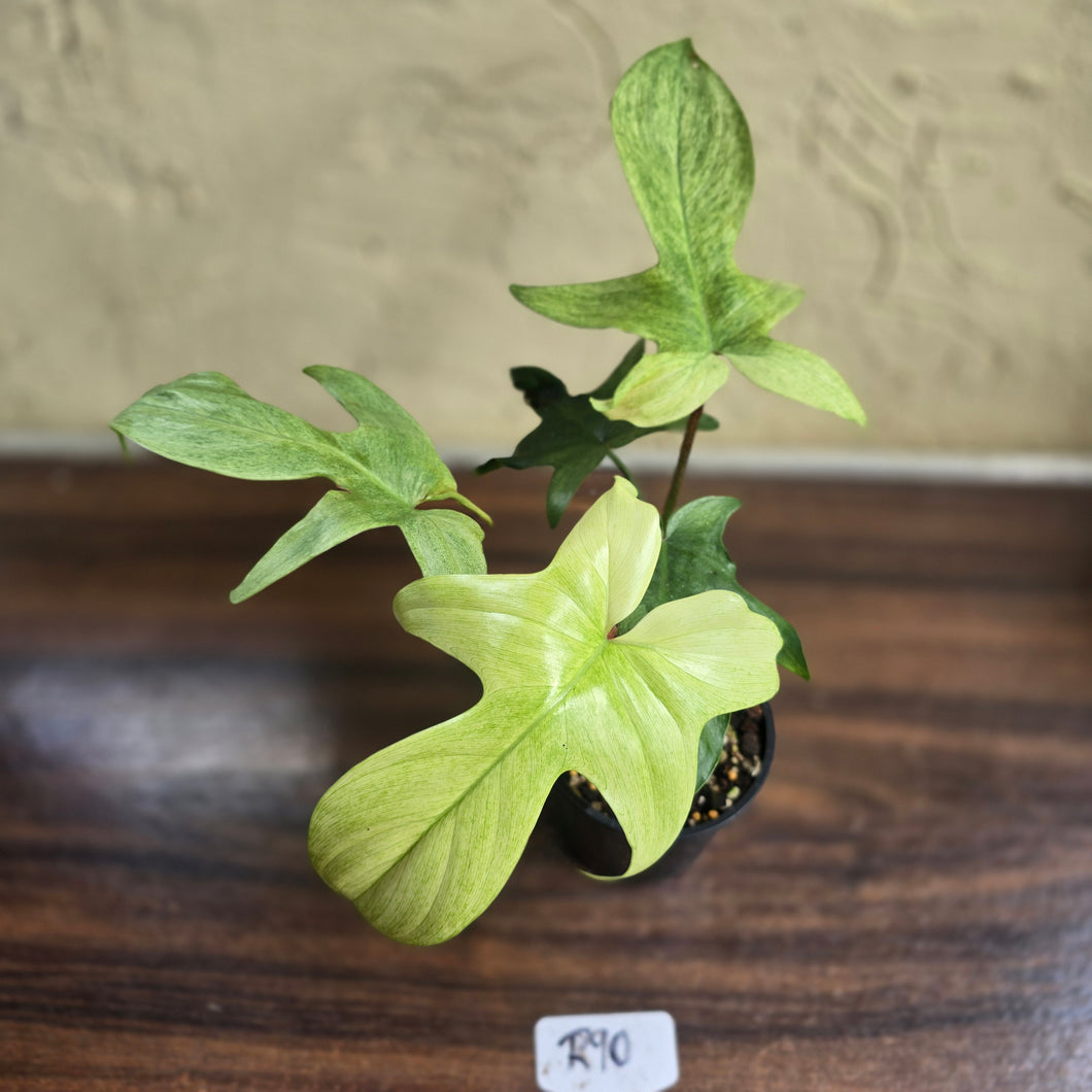 #R90 Philodendron Florida Ghost