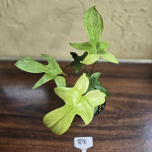 Load image into Gallery viewer, #R90 Philodendron Florida Ghost