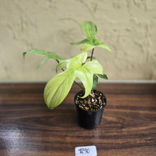 Load image into Gallery viewer, #R90 Philodendron Florida Ghost