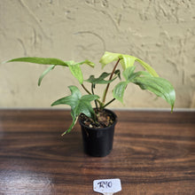 Load image into Gallery viewer, #R90 Philodendron Florida Ghost