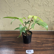Load image into Gallery viewer, #R90 Philodendron Florida Ghost