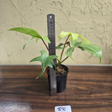 Load image into Gallery viewer, #R90 Philodendron Florida Ghost