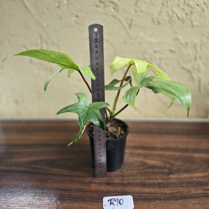 #R90 Philodendron Florida Ghost