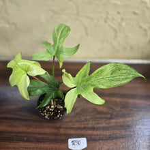 Load image into Gallery viewer, #R90 Philodendron Florida Ghost