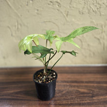 Load image into Gallery viewer, #R90 Philodendron Florida Ghost