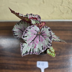#R13 Begonia Unknown