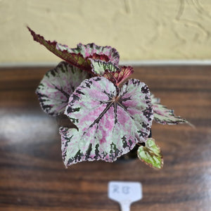#R13 Begonia Unknown