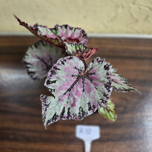 #R13 Begonia Unknown