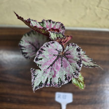 Load image into Gallery viewer, #R13 Begonia Unknown