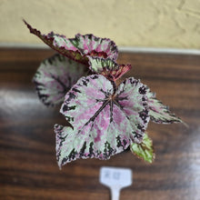 Load image into Gallery viewer, #R13 Begonia Unknown