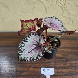 #R13 Begonia Unknown