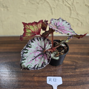 #R13 Begonia Unknown