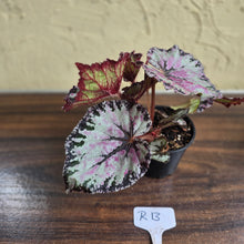 Load image into Gallery viewer, #R13 Begonia Unknown