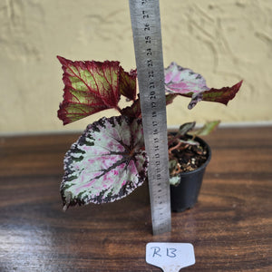 #R13 Begonia Unknown