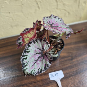 #R13 Begonia Unknown
