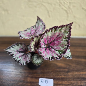 #R13 Begonia Unknown