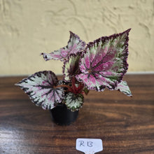 Load image into Gallery viewer, #R13 Begonia Unknown