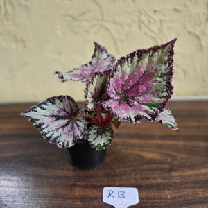 #R13 Begonia Unknown