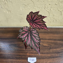 Load image into Gallery viewer, #R64 Begonia Bewitched