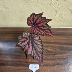 #R64 Begonia Bewitched