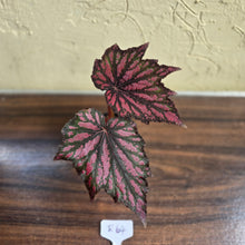 Load image into Gallery viewer, #R64 Begonia Bewitched
