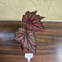 Load image into Gallery viewer, #R64 Begonia Bewitched