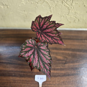 #R64 Begonia Bewitched