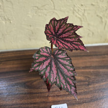 Load image into Gallery viewer, #R64 Begonia Bewitched